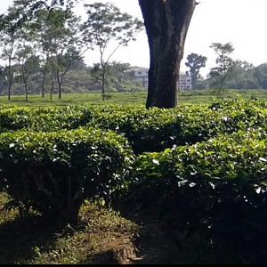 The Syedabaad Tea Estate India