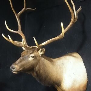 Elk Shoulder Mount Taxidermy