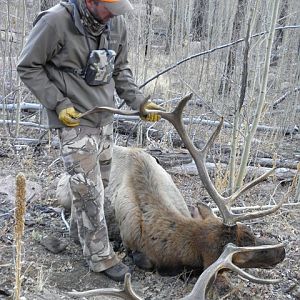 Elk Hunt Colorado USA