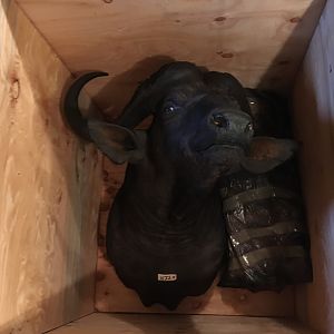 Cape Buffalo Shoulder Mount Taxidermy in Crate