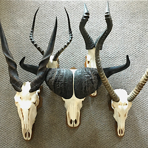 European Skull Mounts Taxidermy