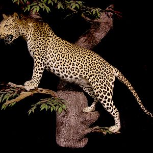 Leopard Full Mount Taxidermy