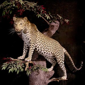 Leopard Full Mount Taxidermy