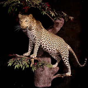 Leopard Full Mount Taxidermy