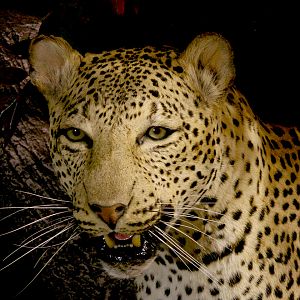 Leopard Full Mount Taxidermy