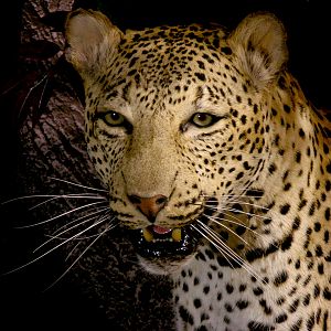 Leopard Full Mount Taxidermy