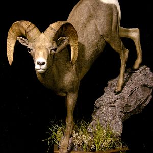 Desert Bighorn Sheep Full Mount Taxidermy