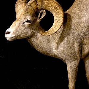 Desert Bighorn Sheep Full Mount Taxidermy