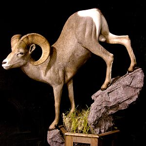 Desert Bighorn Sheep Full Mount Taxidermy