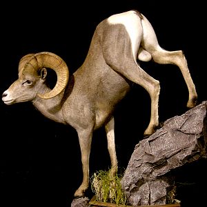 Desert Bighorn Sheep Full Mount Taxidermy