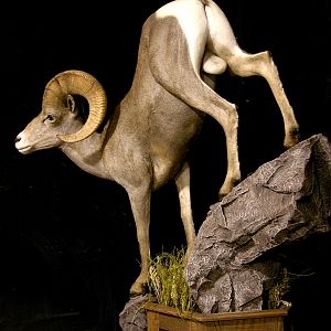 Desert Bighorn Sheep Full Mount Taxidermy