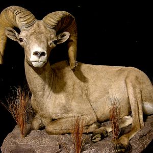 Mexico Desert Sheep Full Mount Taxidermy