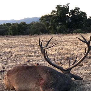 Gold Red Stag