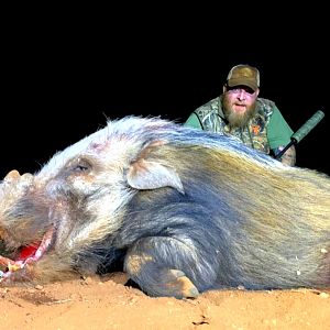 Bushpig Hunt South Africa