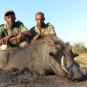 Hunt Warthog in Namibia