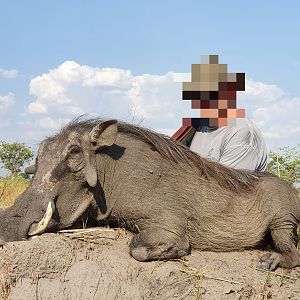 Namibia Hunt Warthog