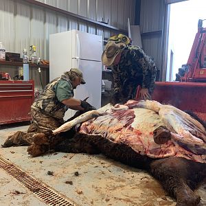 Bison Hunting Texas USA