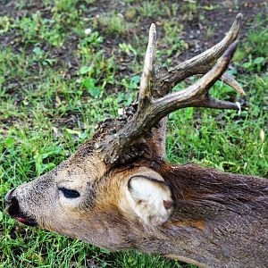 Austria Hunting Roe Deer
