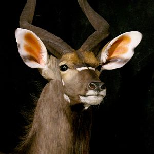 Kudu / Nyala Double Pedestal Mount Taxidermy