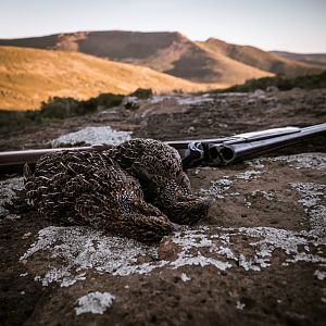 Grey-winged Francolin Hunting South Africa