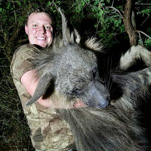 Brown Hyena Hunting South Africa