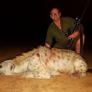 South Africa Hunting Spotted Hyena