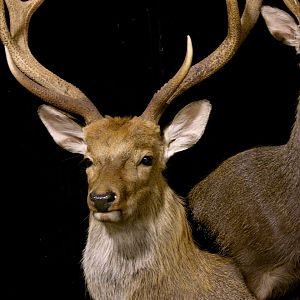 2 Sub-species Sika Double Pedestal Mount Taxidermy