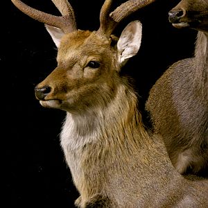 2 Sub-species Sika Double Pedestal Mount Taxidermy