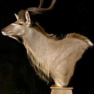 Kudu Pedestal Mount Taxidermy