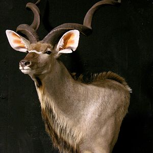 Kudu Pedestal Mount Taxidermy