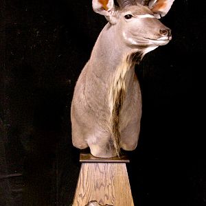 Kudu Pedestal Mount Taxidermy