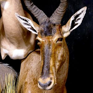 Nyala, Impala & Red Hartebeest Triple Pedestal Mount Taxidermy Mount