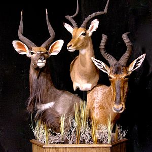 Nyala, Impala & Red Hartebeest Triple Pedestal Mount Taxidermy Mount