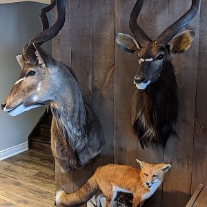 Kudu & Nyala Shoulder Mount Taxidermy