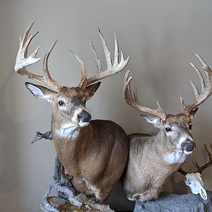 White-tailed Deer Pedestal Mount Taxidermy