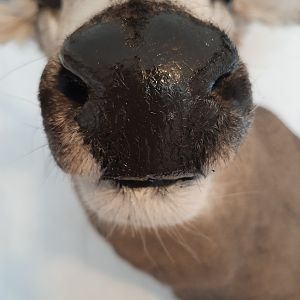 Alberta Mule Deer Shoulder Mount Taxidermy
