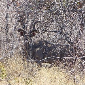 Kudu in South Africa