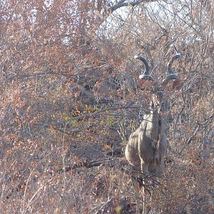 Kudu in South Africa