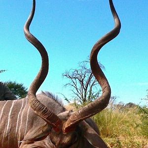 Hunting 60" Inch Kudu in Botswana