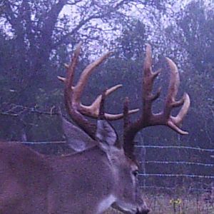 White-tailed Deer Trail Cam Pictures South Texas USA