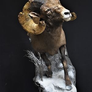 Big Horn Sheep Full Mount Taxidermy