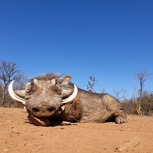 South Africa Hunting Warthog