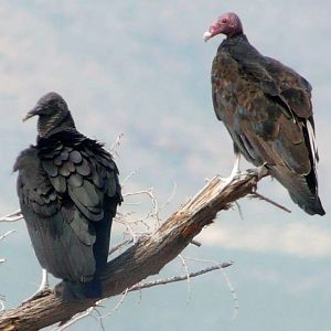 Black Vulture & Turkey Vulture