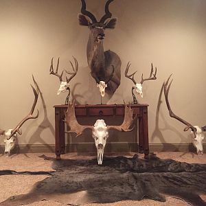 European Skull Mounts Taxidermy