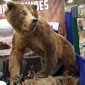 Brown Bear Full Mount Taxidermy at Dallas Safari Club (DSC) Convention 2020