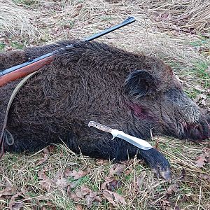 Hunt Wild Boar in Sweden