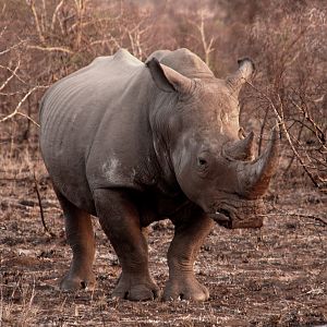 White Rhino South Africa