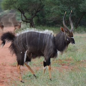 Nyala in South Africa