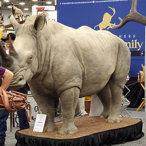 White Rhino Taxidermy at Dallas Safari Club (DSC) Convention 2020