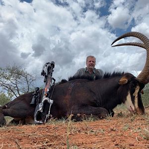 South Africa Cross Bow Hunt Sable Antelope